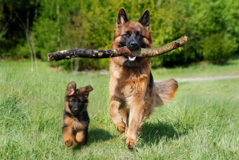 Âge chien en humain : comment calculer avec précision l’âge de votre adorable chien selon sa race et sa taille 1….2…
